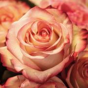 Paranormale-mediums.nl - paranormaal medium Rose